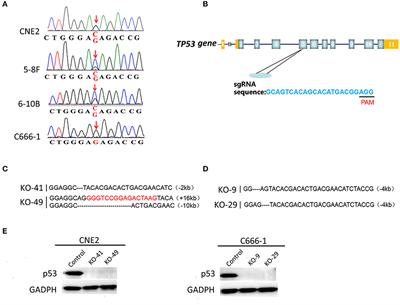 Heterozygous p53-R280T Mutation Enhances the Oncogenicity of NPC Cells Through Activating PI3K-Akt Signaling Pathway